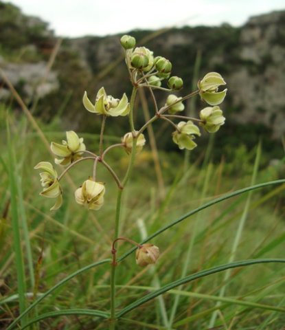 Asclepias praemorsa leaves